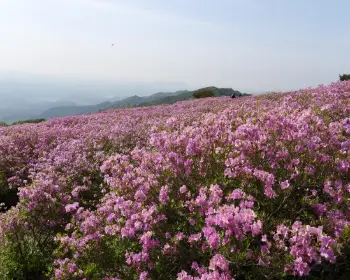 황매산 철쭉축제_13