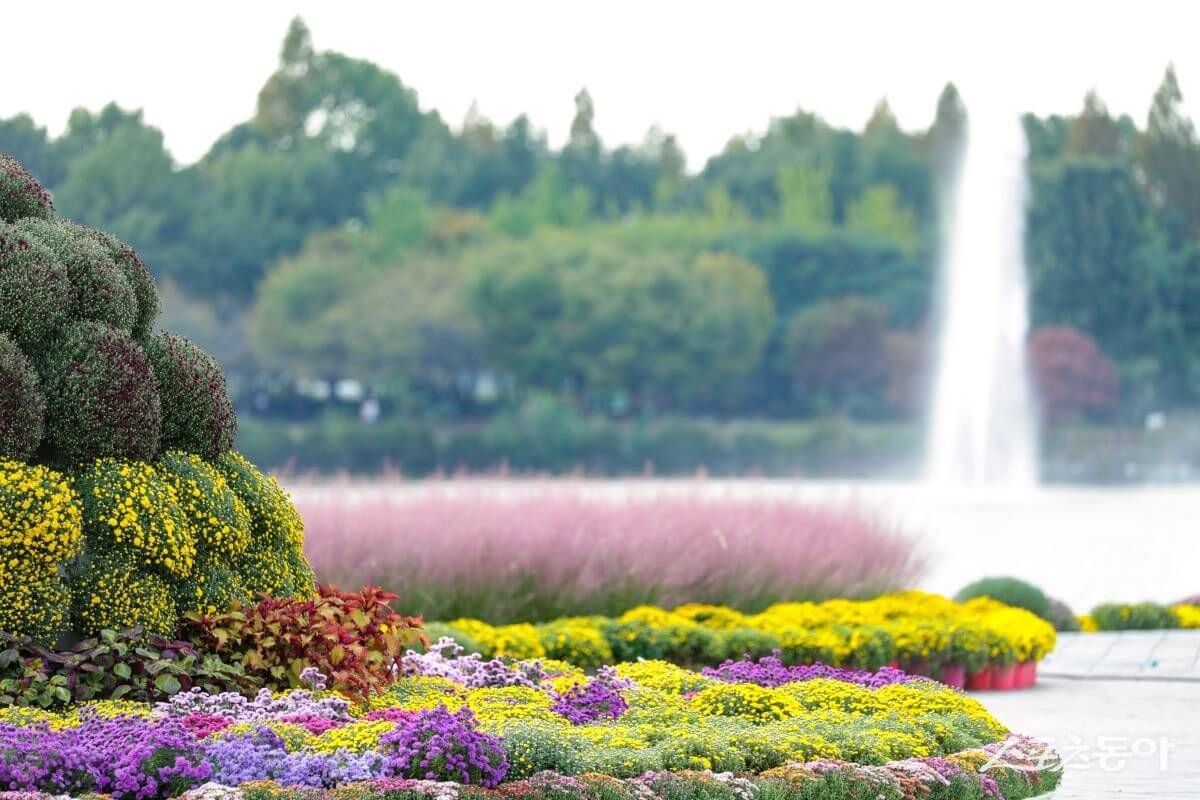 고양 일산 호수공원 가을 꽃 축제
