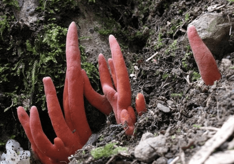 붉은사슴뿔버섯