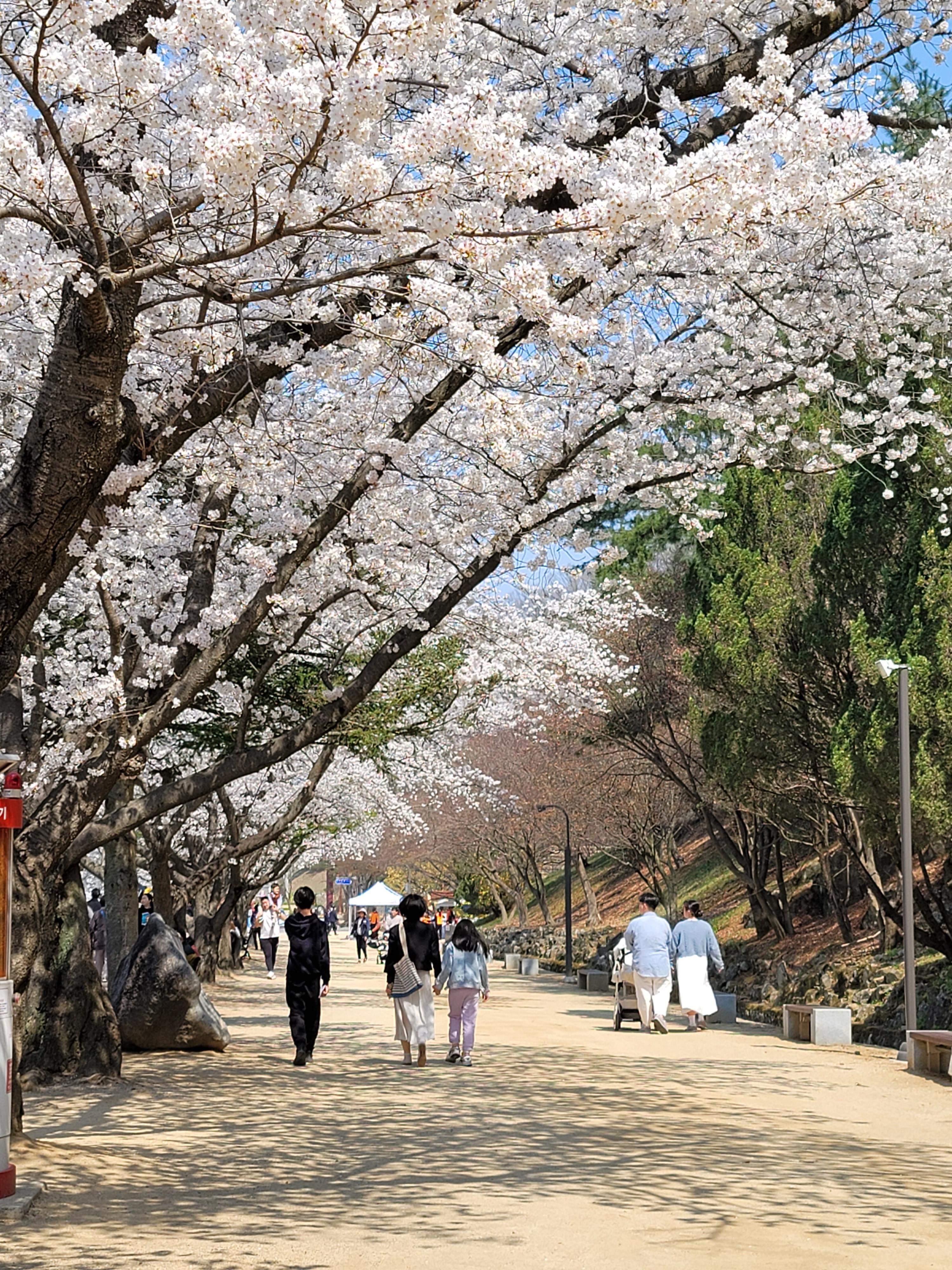 월영교 벚꽃 모습