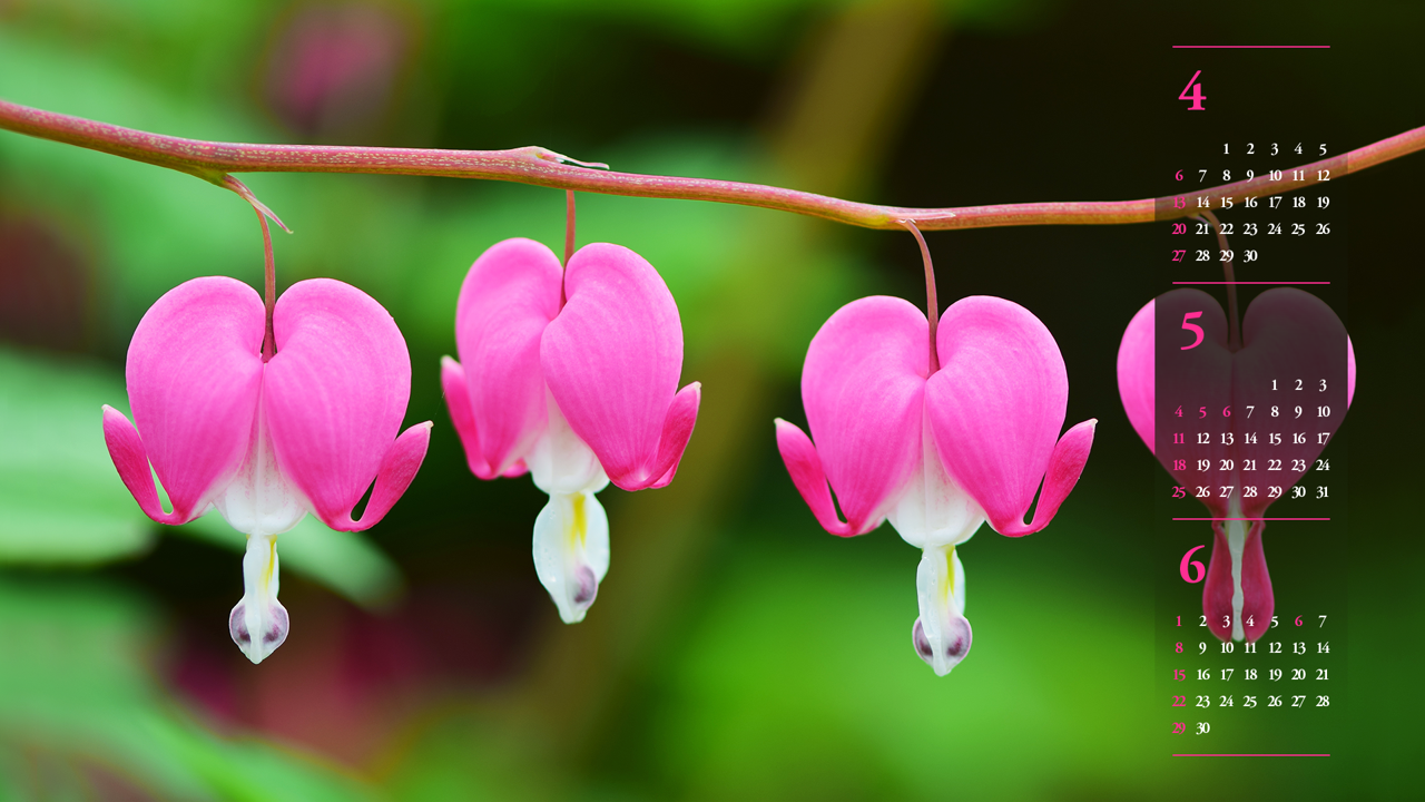 03 금낭화 클로즈업 B - 2025년5월 노트북배경화면