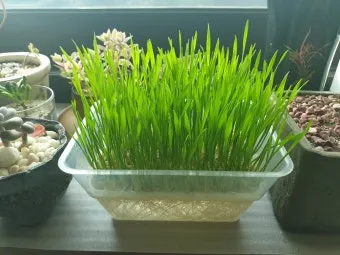 밀싹 재배 씨 뿌리기 발아 촉진 주기적 수확_2