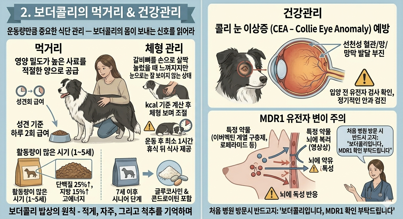 보더콜리의 먹기리 와 건강관리