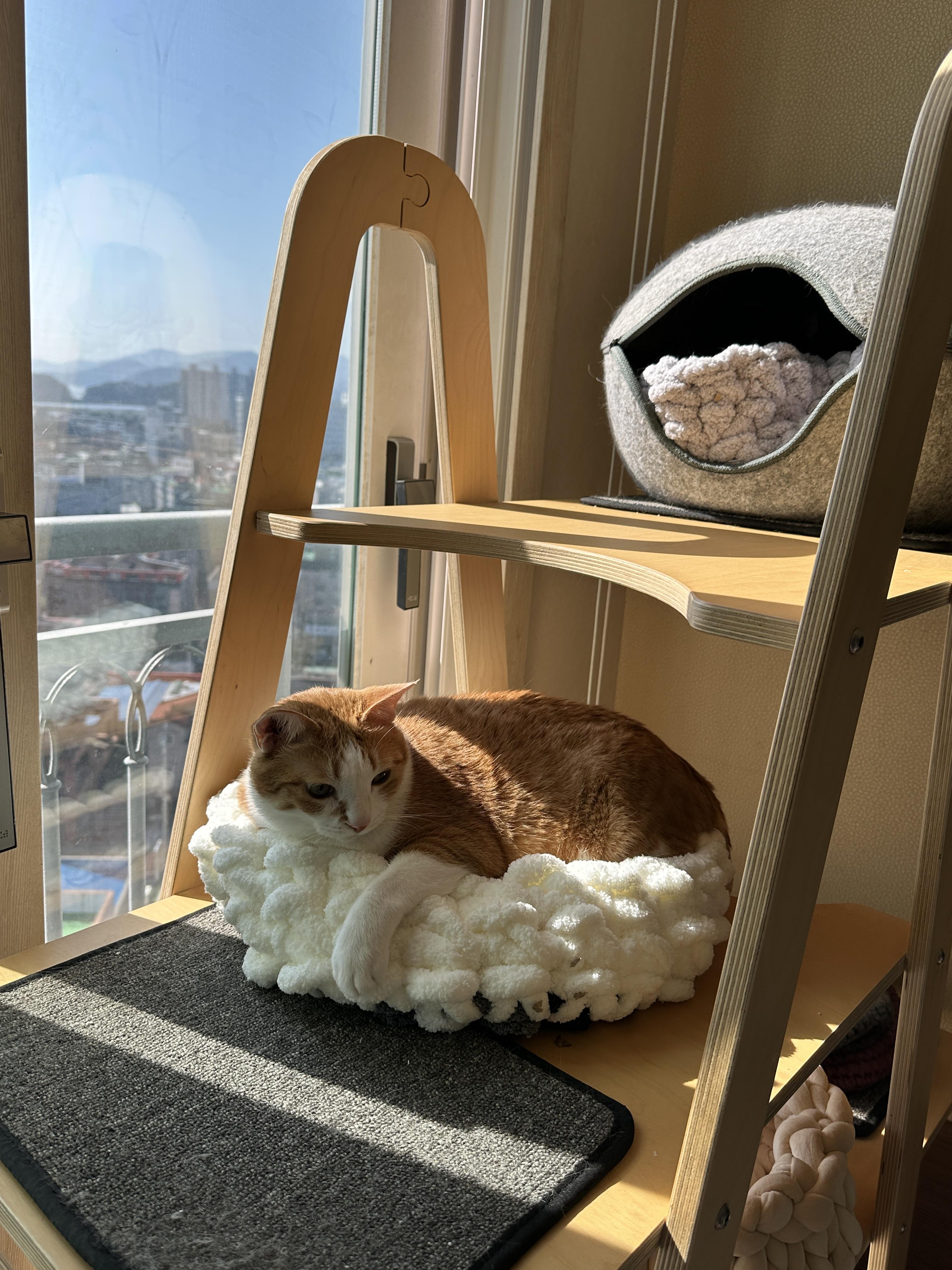 엄마가_만들어준_청키수면사_바구니에_들어가서_앞발_내고_있는_귀여운_치즈냥이_호야_3