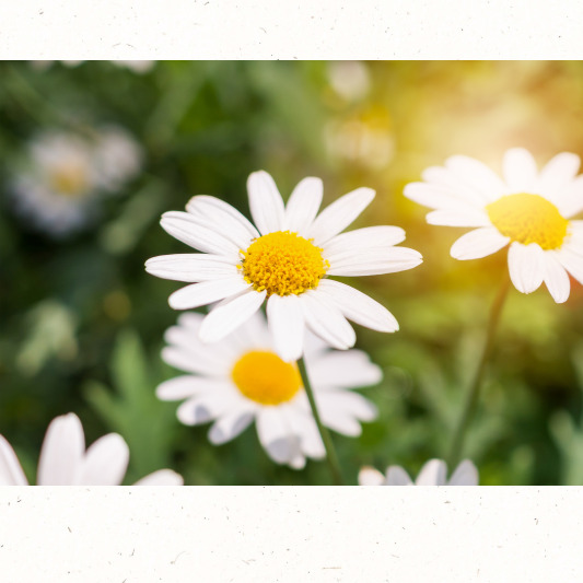 가을 들녘에 만난 구절초 풍경