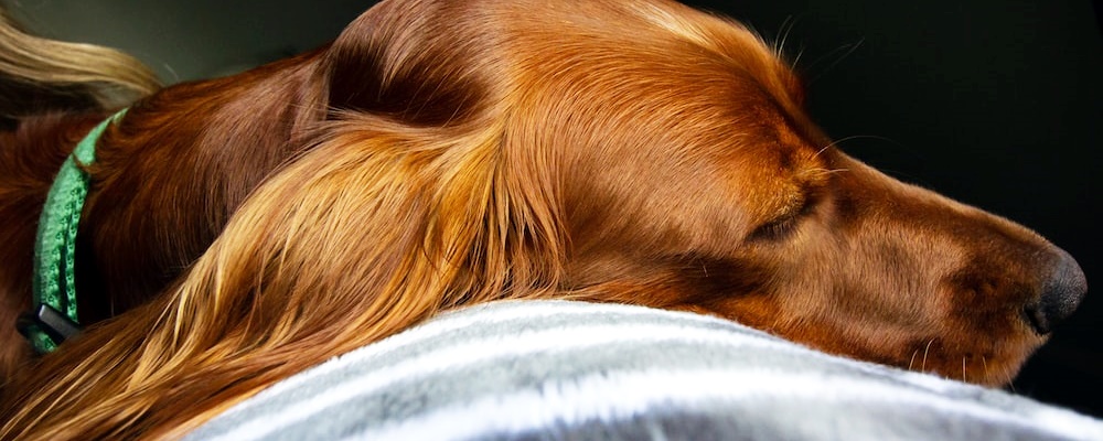 새끼 강아지 키우는법 11 이미지