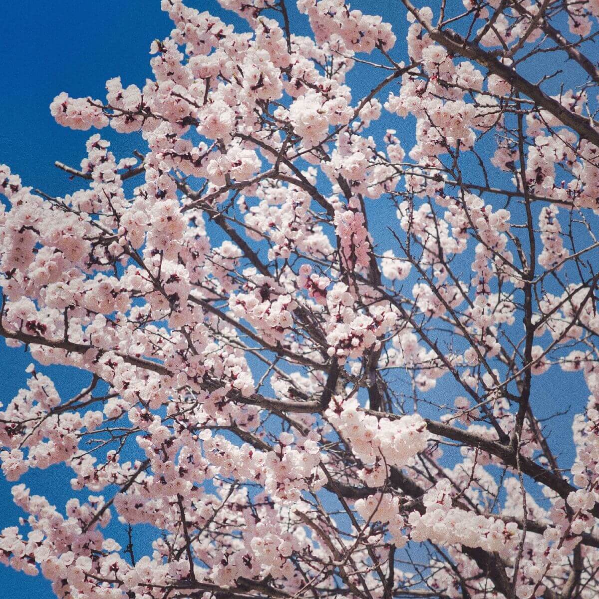 2025 화담숲 벚꽃 예약