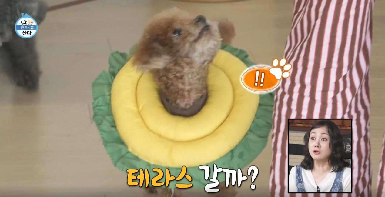 키 새집 위치 가격 샤이니 나혼산 한남동 주택 공개