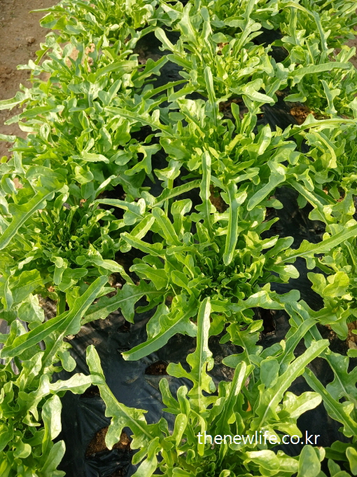 "Field of green oakleaf lettuce growing in rows"-줄지어 자라고 있는 초록색 오크상추 밭 전경