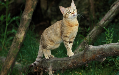 멀리 바라보는 리비아 삵