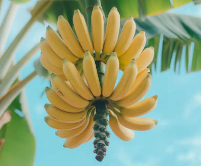 바나나 보관법