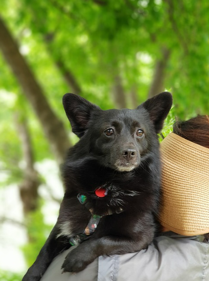 2025년 반려동물 산업의 주요 트렌드: 기술과 혁신의 변화