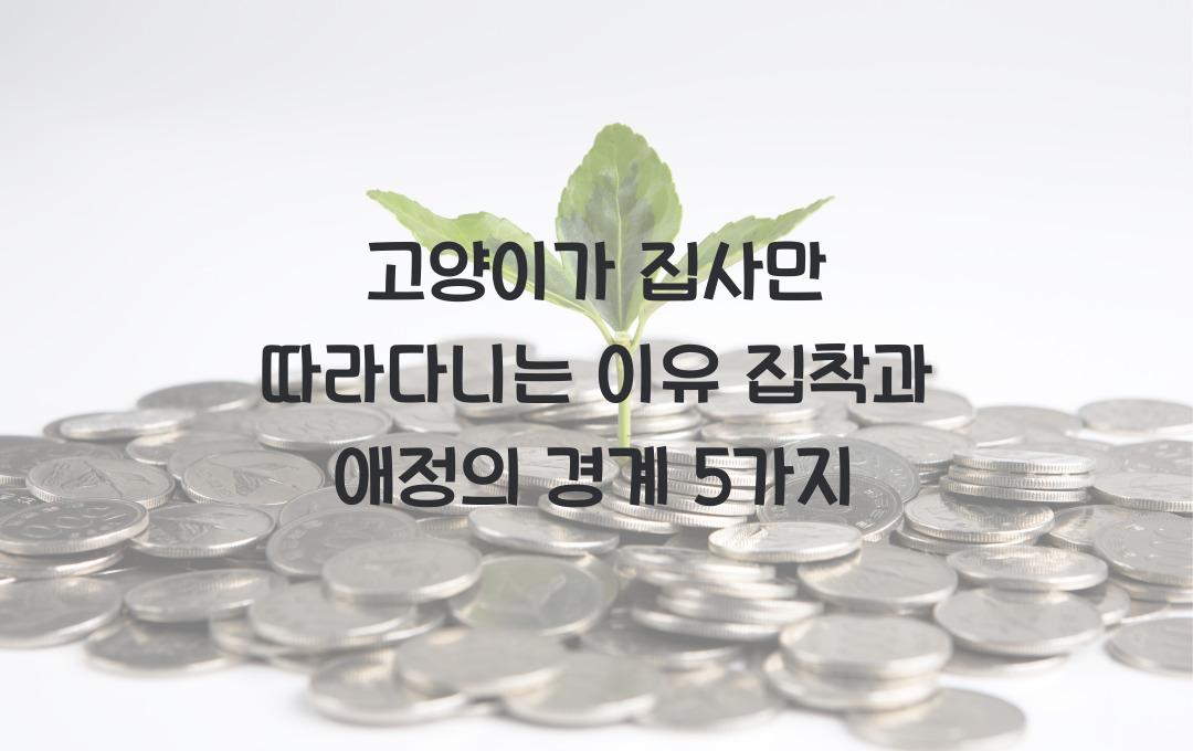 고양이가 집사만 따라다니는 이유! 애정 표현일까? 집착일까?