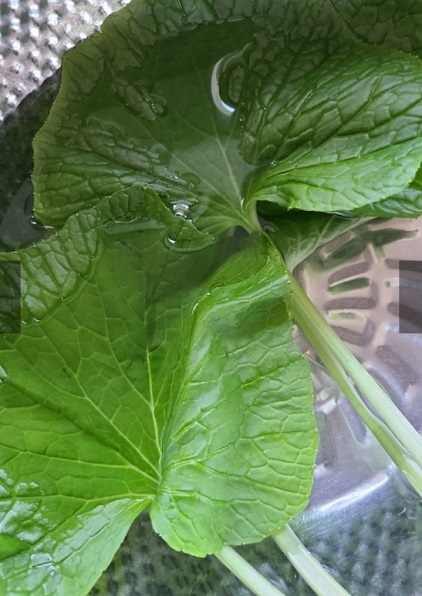 철원-고추냉이-정가농원