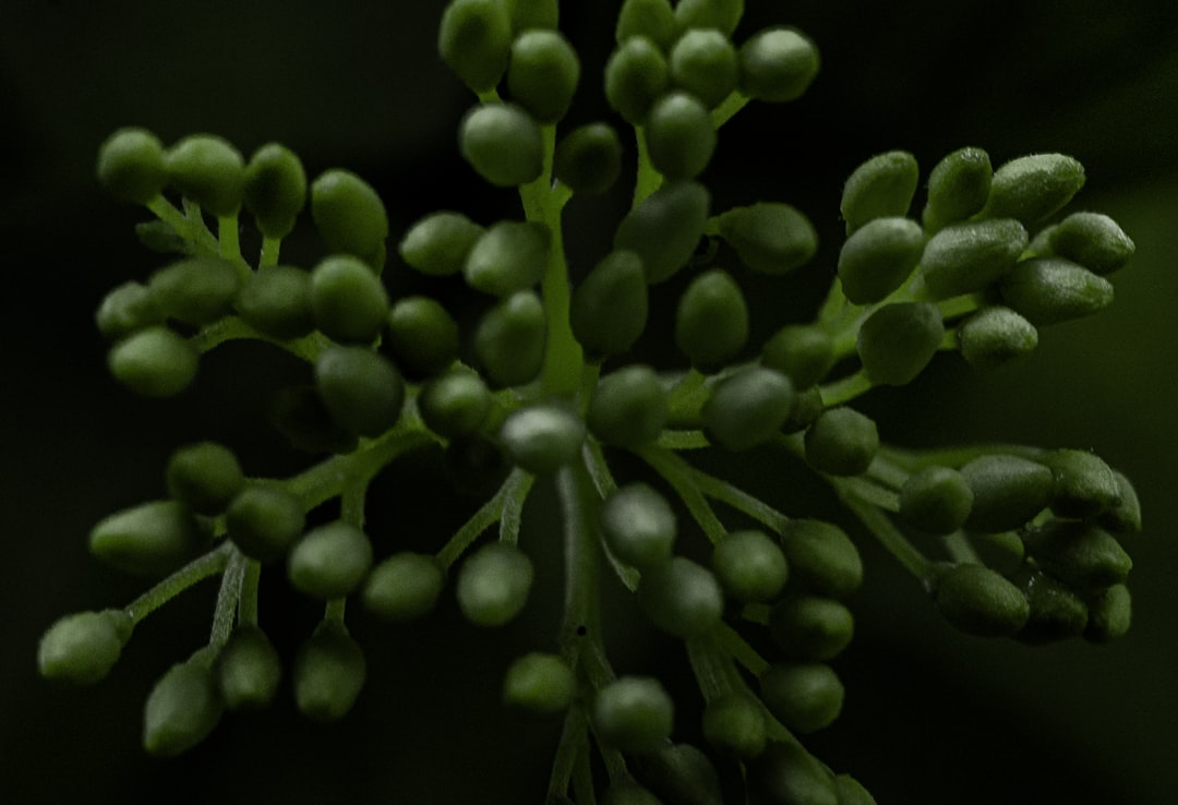 Exfoliant