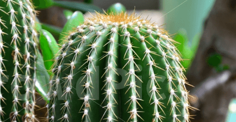 질병 예방 및 관리를 위한 기능성 식품 선인장 모습