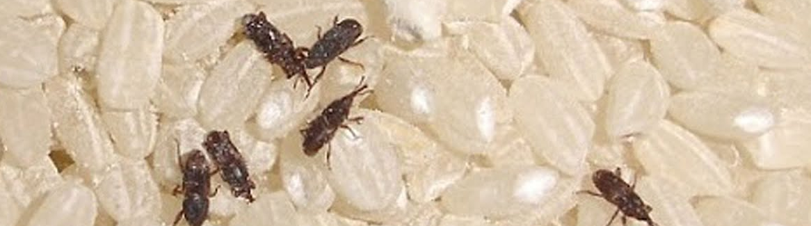 쌀벌레 없애는법2