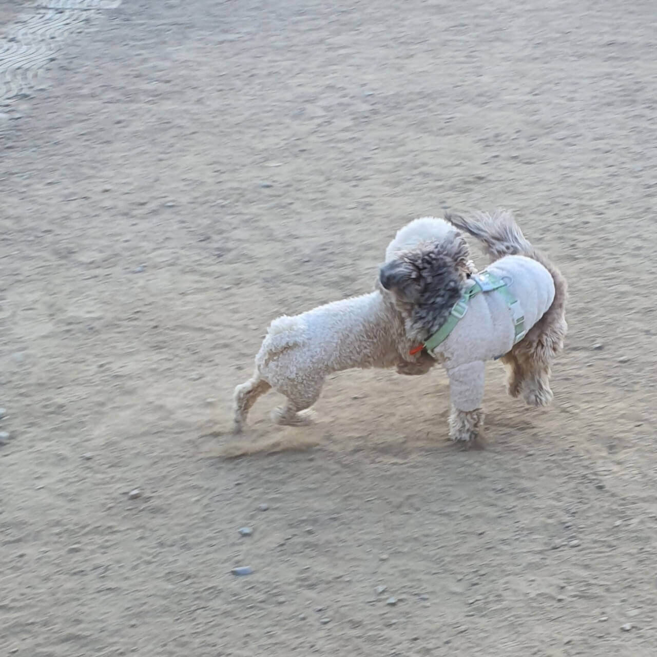 신나게 놀고 있는 강아지