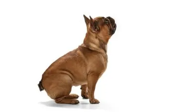 강아지 엉덩이 들이미는 이유 애정표현인지_48
