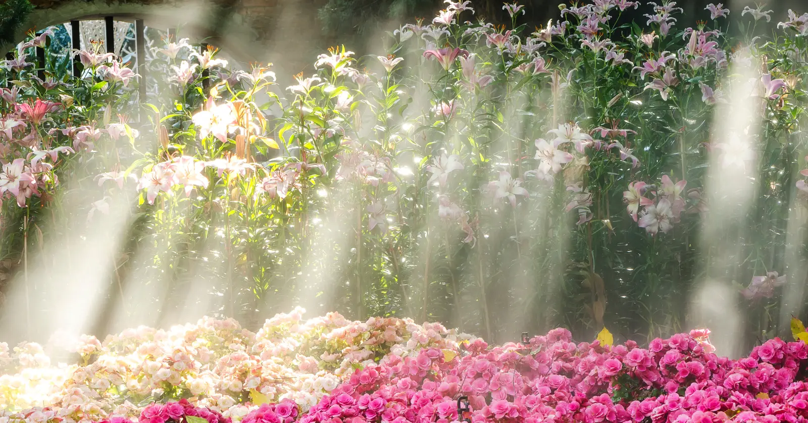 꽃이름 알려주는 어플