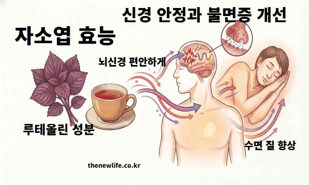 자소엽 효능 신경 안정 불면증 개선