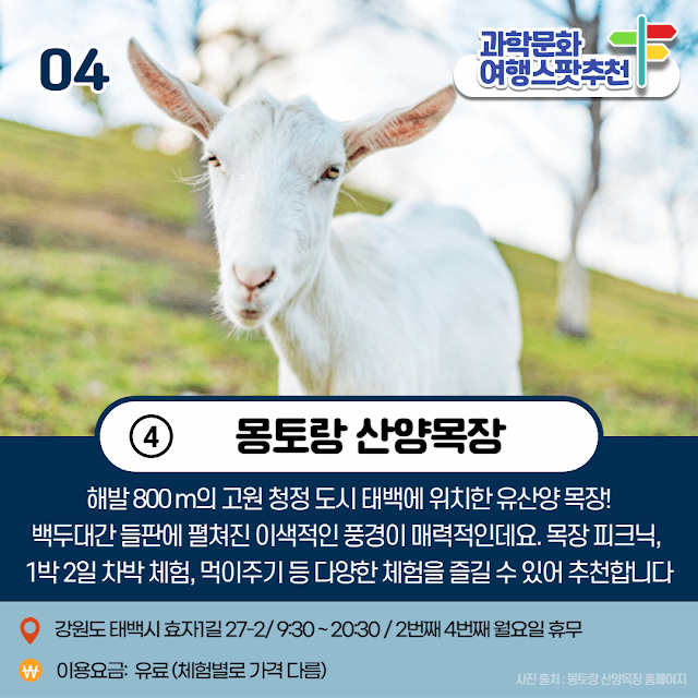 과학문화여행 태백 몽토랑 산양 목장