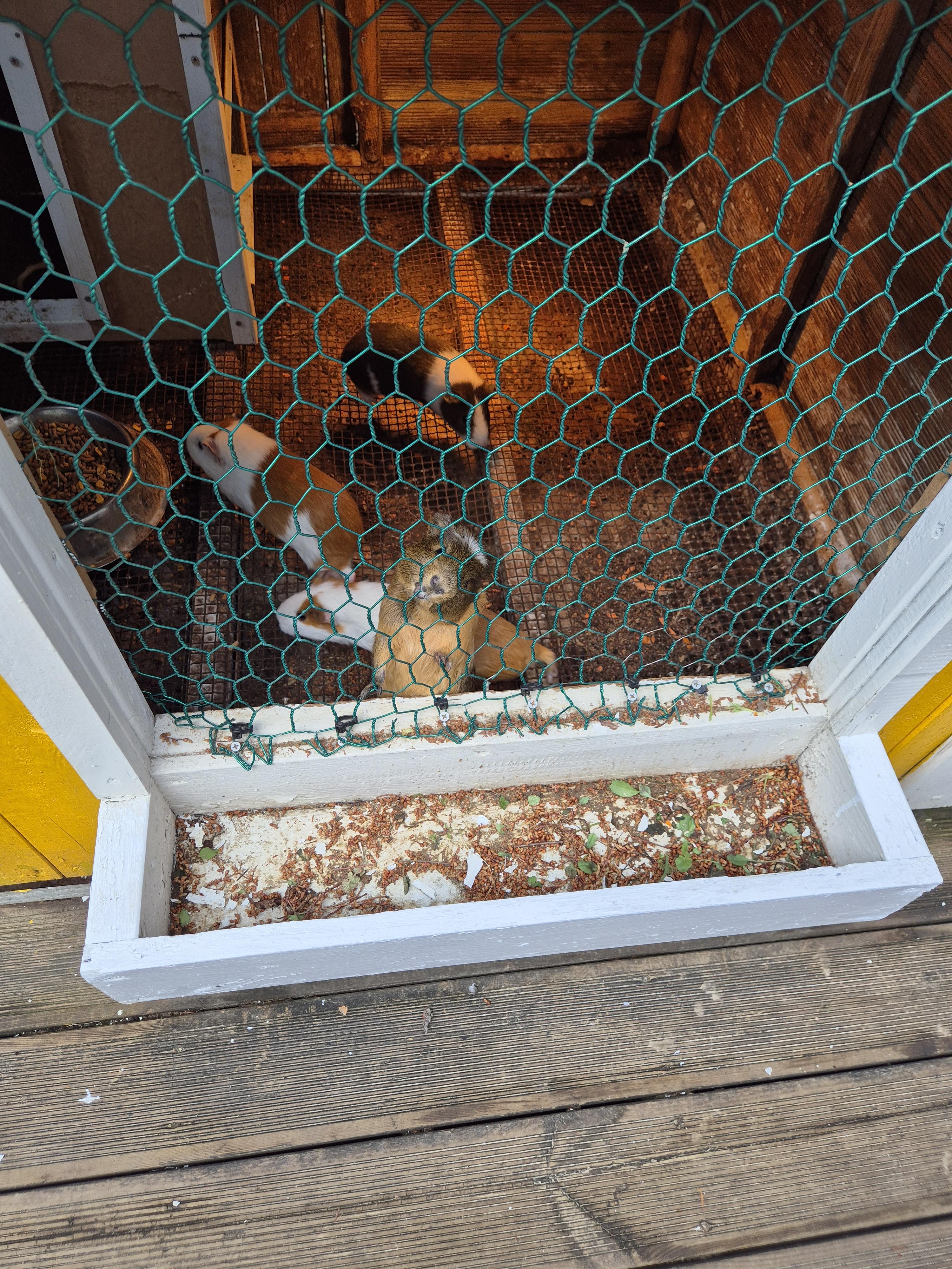 켄싱턴 산책하기 동물농장 먹이주기 체험도 같이