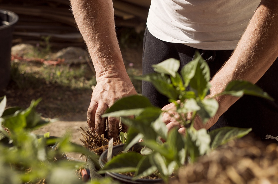 식물에 흙 관리
