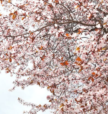 오사카 벚꽃 개화시기 2025