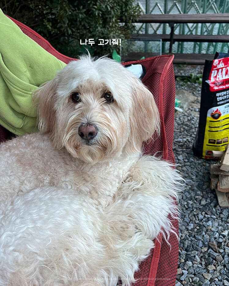 고기달라는 애원의 눈빛