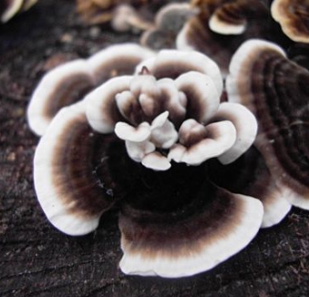 운지버섯의 종류