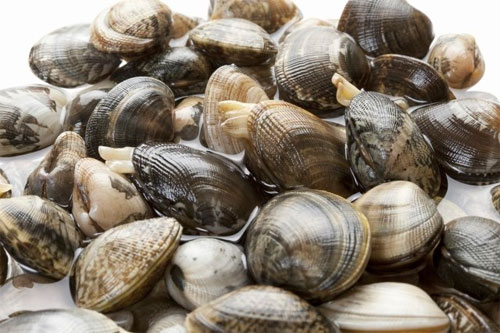 비타민B12가 많은 음식 종류 함량 순위