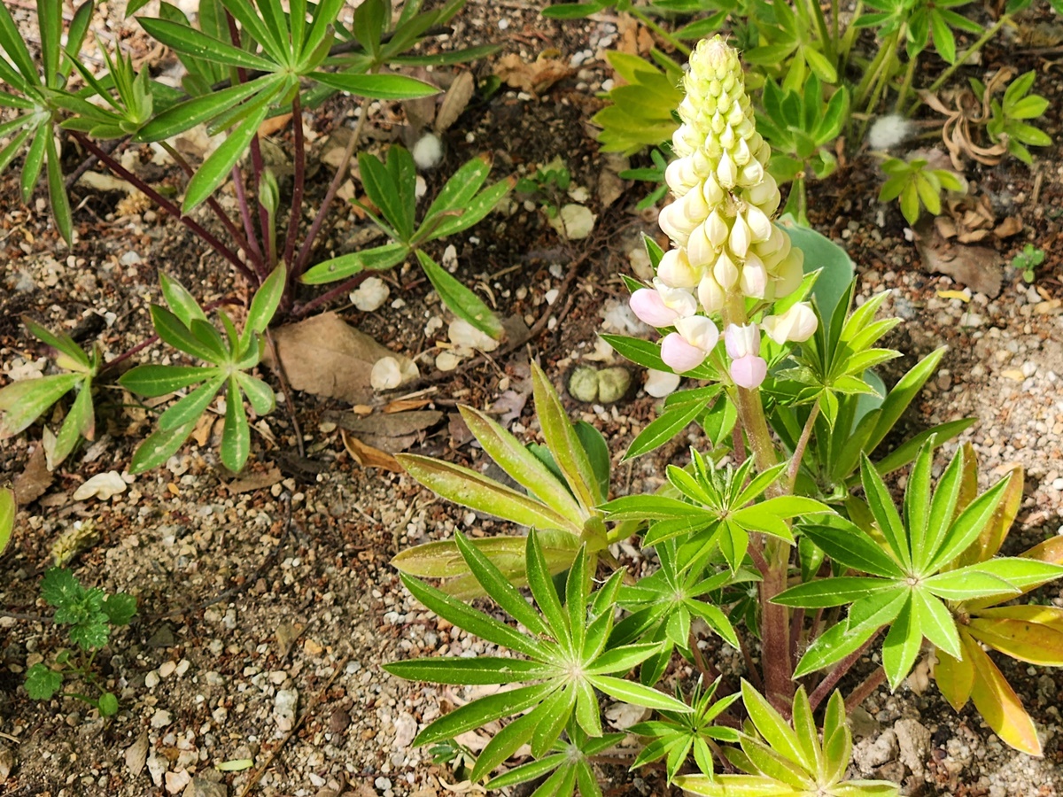 루피너스 Lupinus