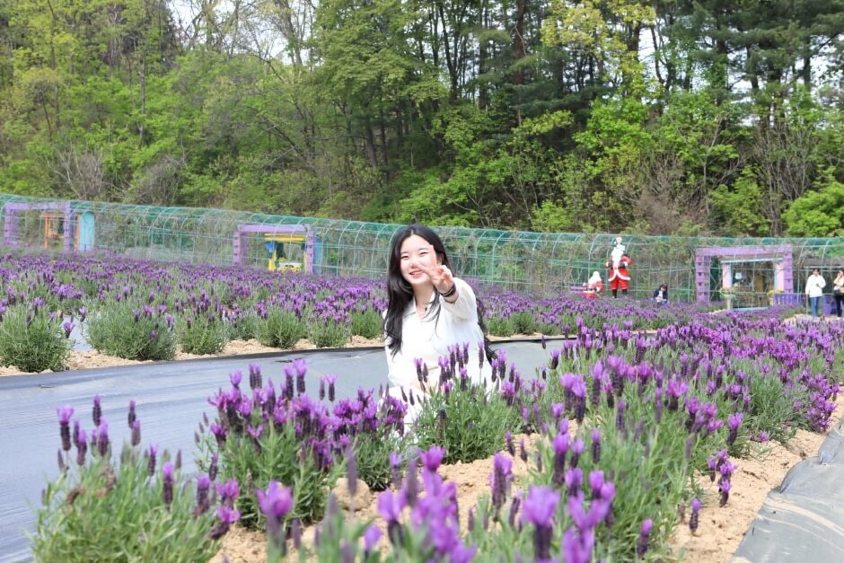 2023 포천 허브아일랜드 라벤더축제 입장료 주차 아이스크림 라떼