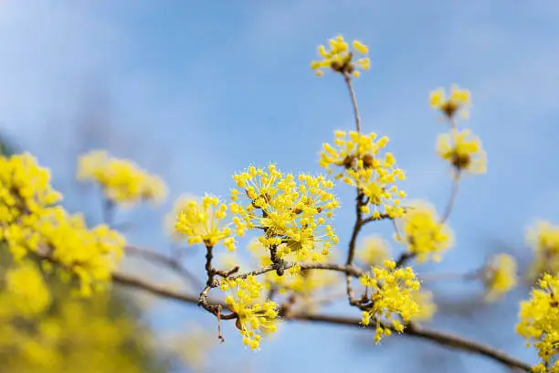 서울-수도권-3월-꽃축제-서울-근교-봄꽃-명소