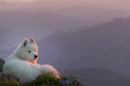석양과 사모예드.