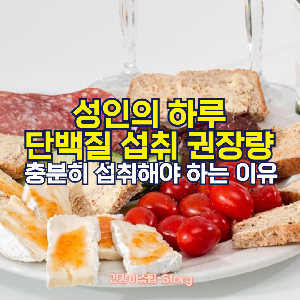 성인 하루 단백질 섭취 권장량 및 식물성 단백질만으로 충분
