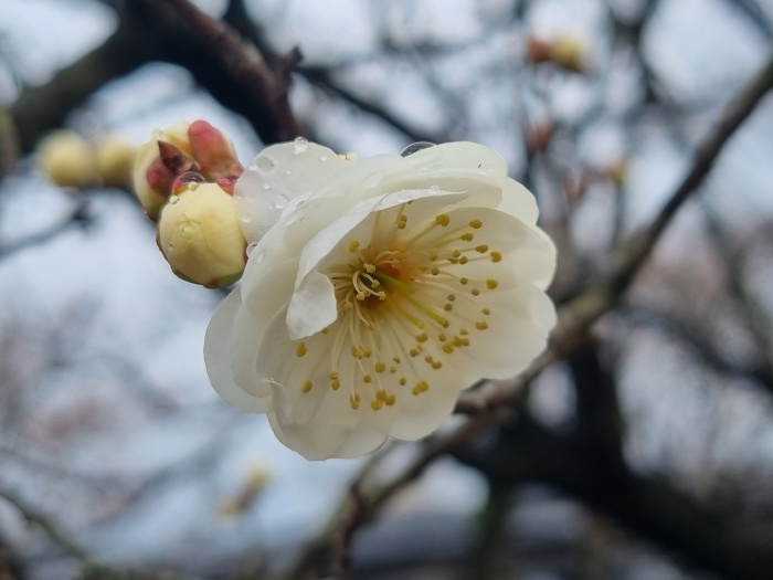 매화