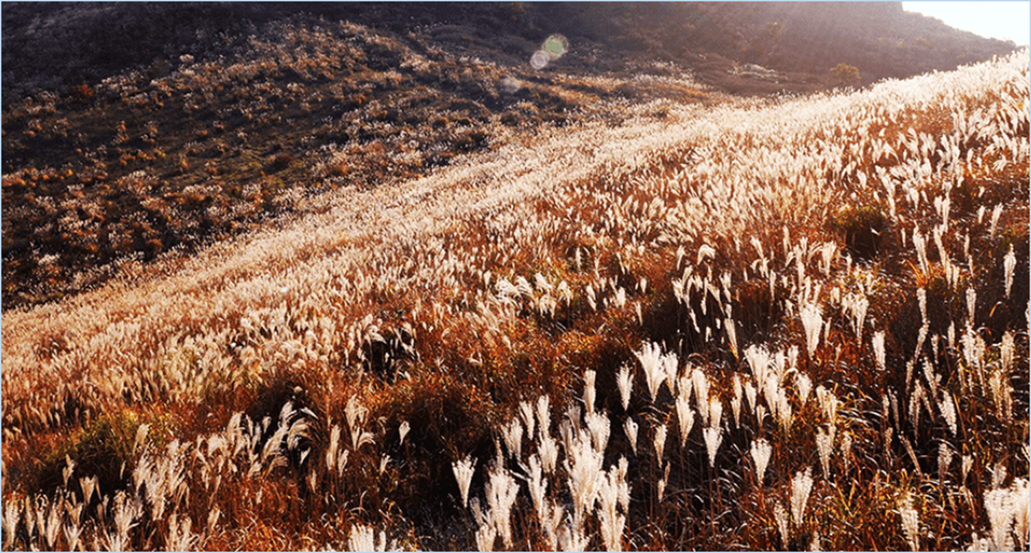 황매산-억새축제
