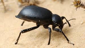 접이식 텐트 딱정벌레