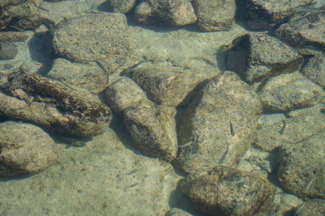 빅아일랜드 투스텝