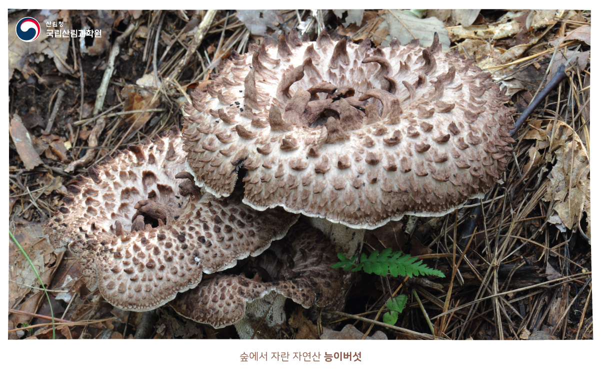 능이버섯 효능