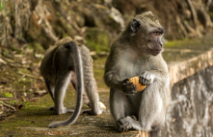 원숭이띠 2025년 운세