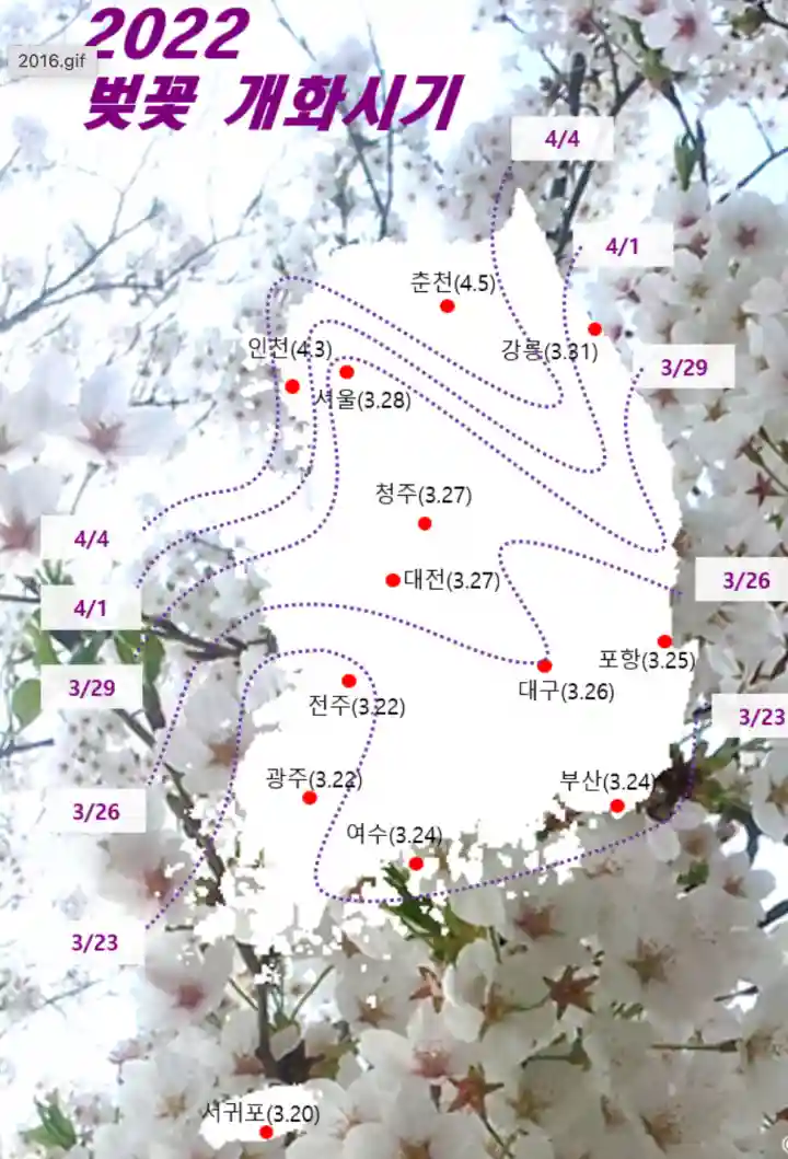 2022벚꽃-개화시기-전국지도-표