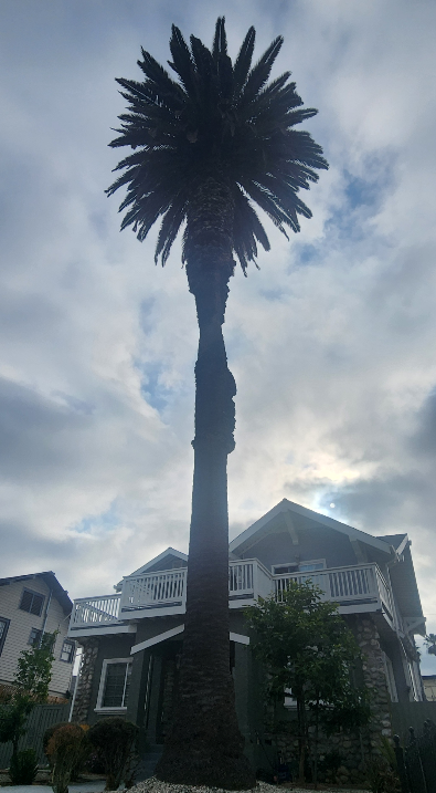 캐나리 데이트 팜 (Phoenix canariensis) 이미지