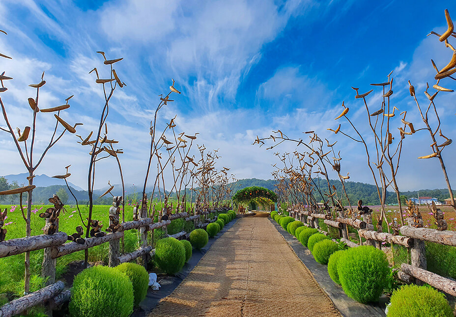 2025 철원 고석정 꽃밭축제 가을 개화 현황