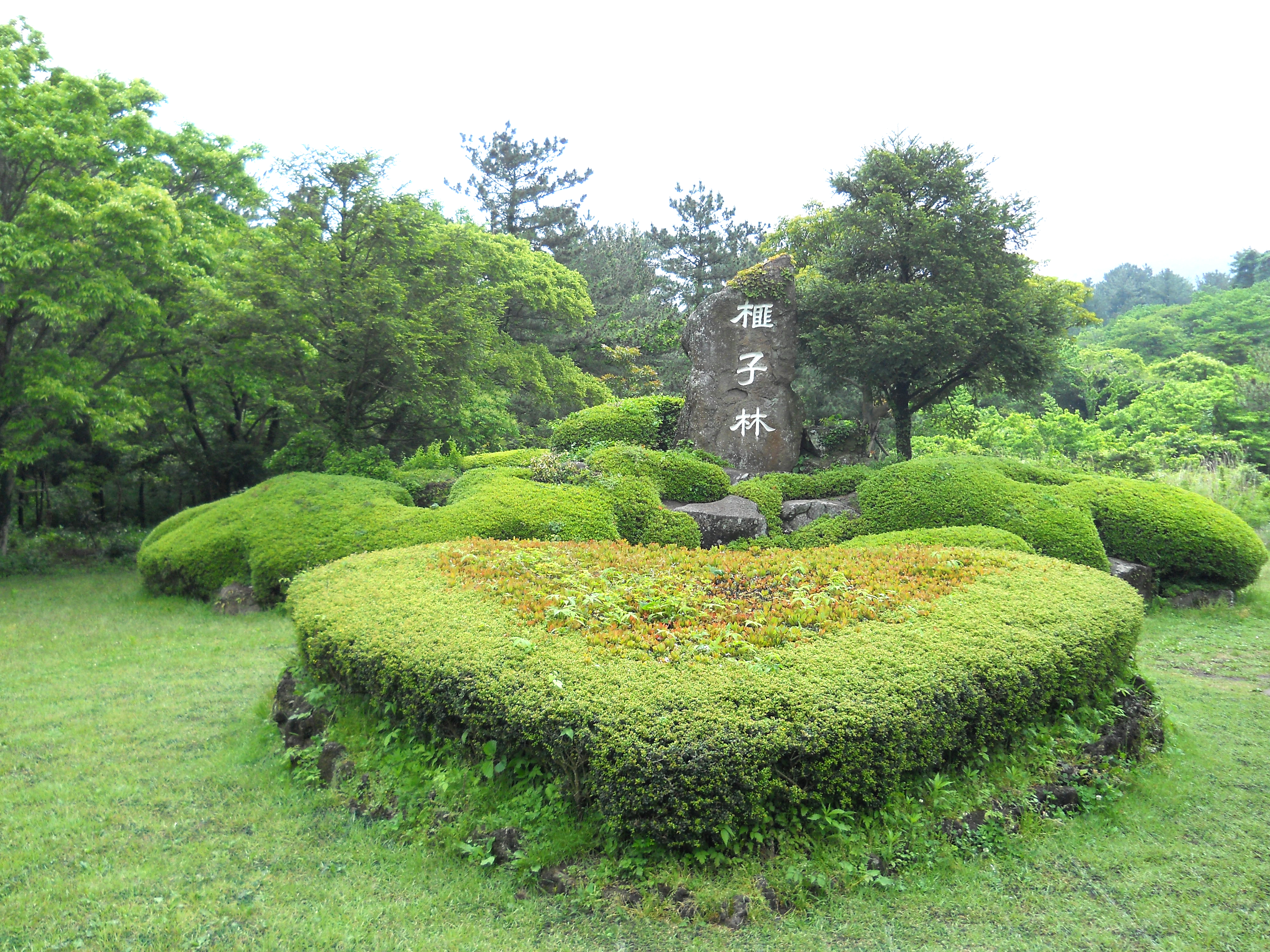 비자림(Bijarim Forest)