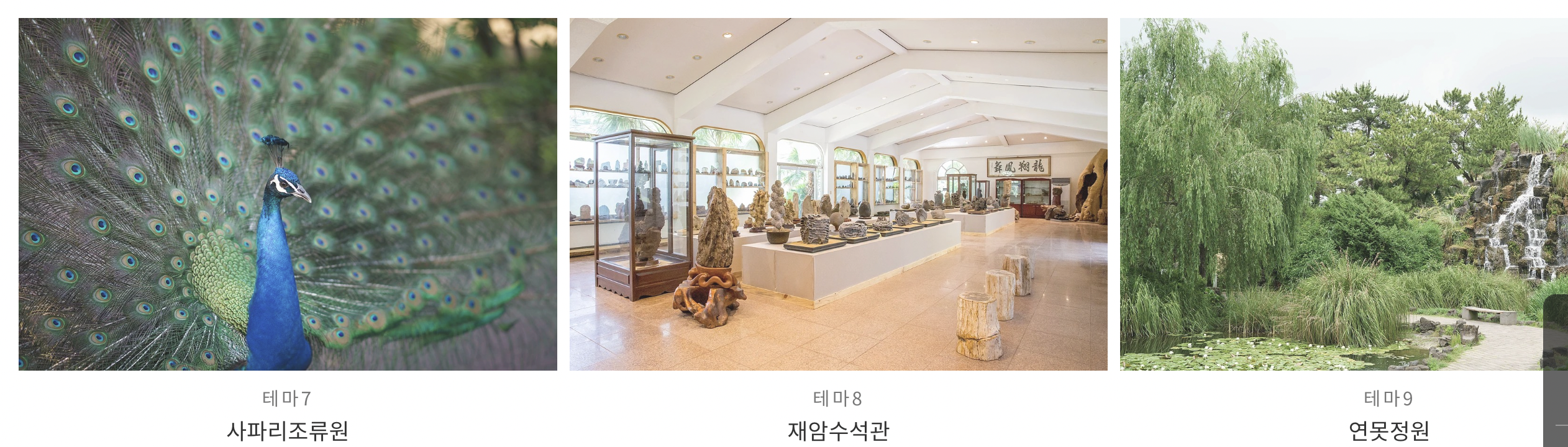 제주 수국 축제