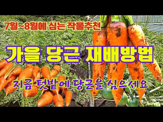 당근 재배 씨 뿌리기 토심 확보 잡초 관리_4