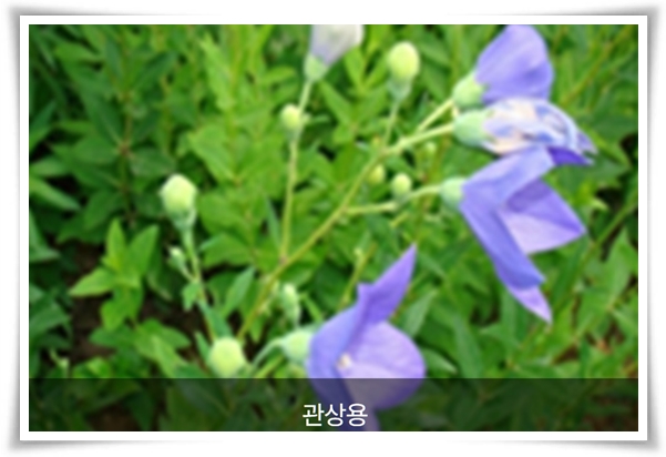 &quot;도라지 꽃과 도라지&quot; 아름다운 꽃과 건강한 뿌리를 품은 자연의 선물!